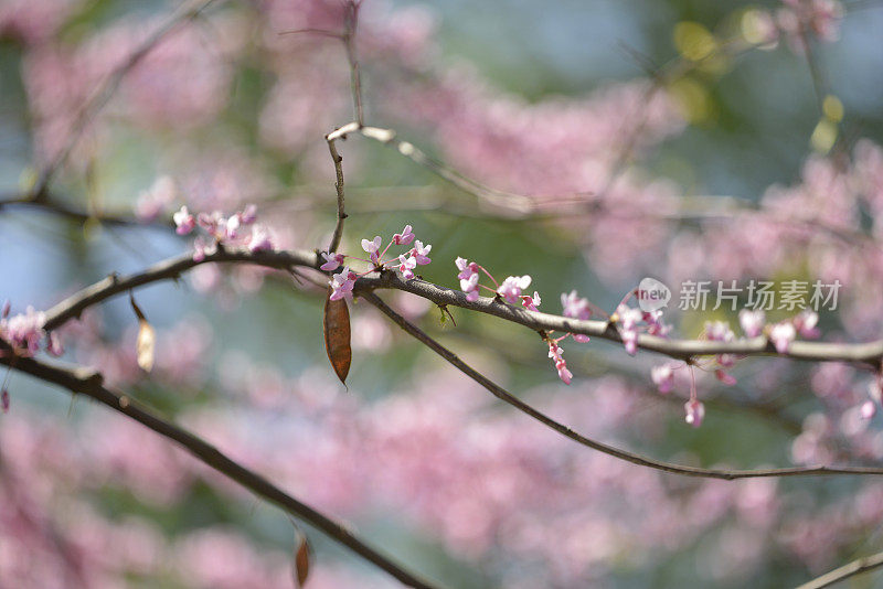 粉色花朵:大自然之美(附Apo Sonnar 135mm f2)